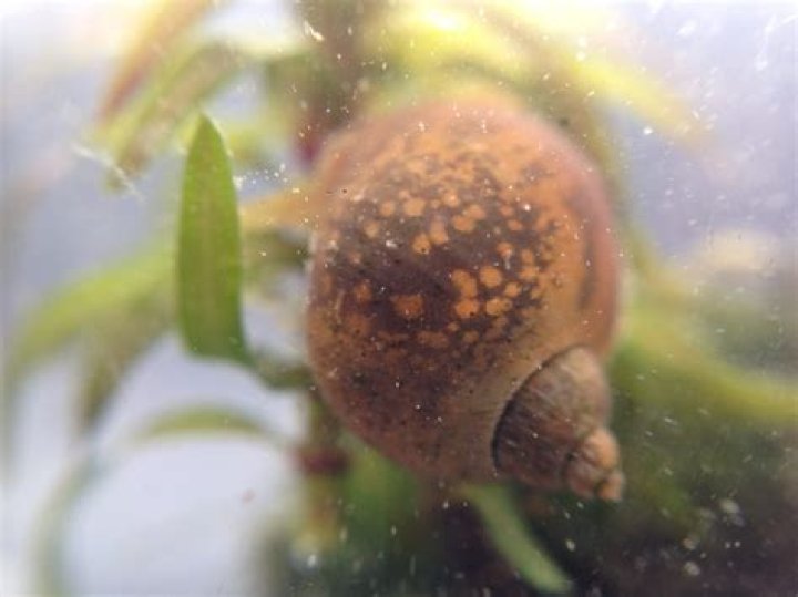 Do pond snails eat frogspawn?