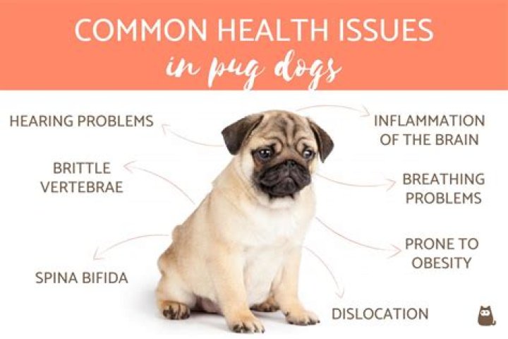 Do pugs have health problems?