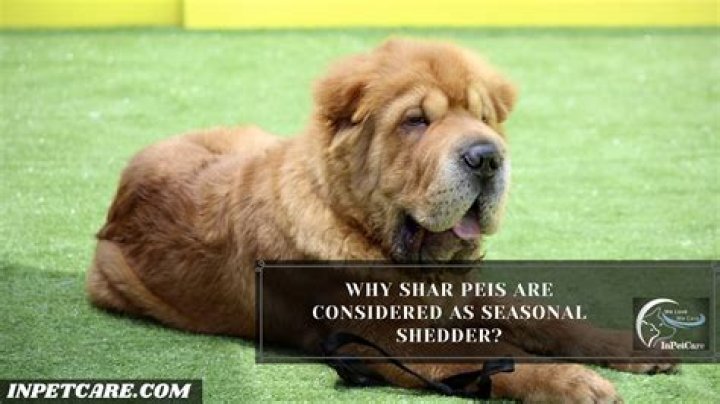 Do shar peis shed?