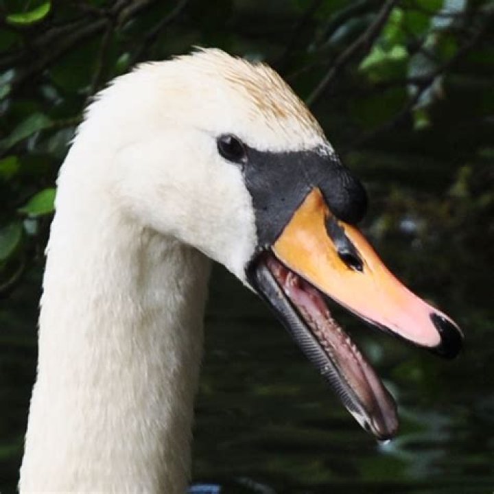 Do swans have teeth?