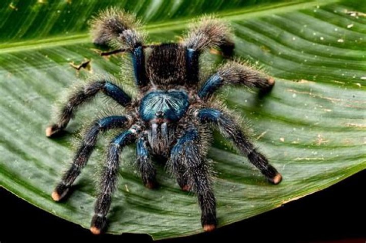 Do tarantulas live in houses?