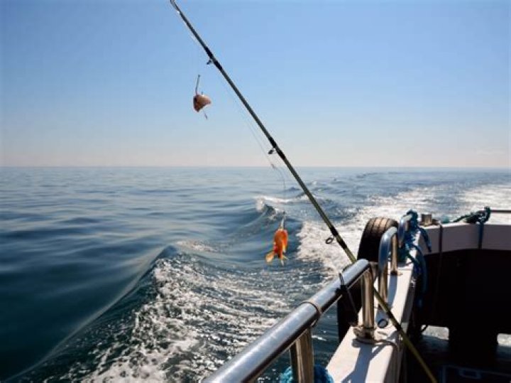 Do tautog eat shrimp?