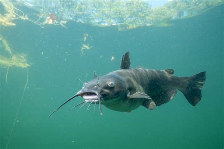 Do tropical catfish eat other fish?