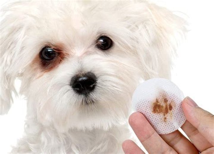 Do white dogs get dirtier?