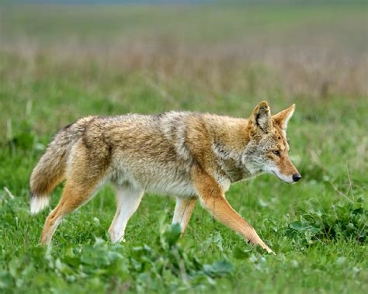Does a coyote have a white tipped tail?