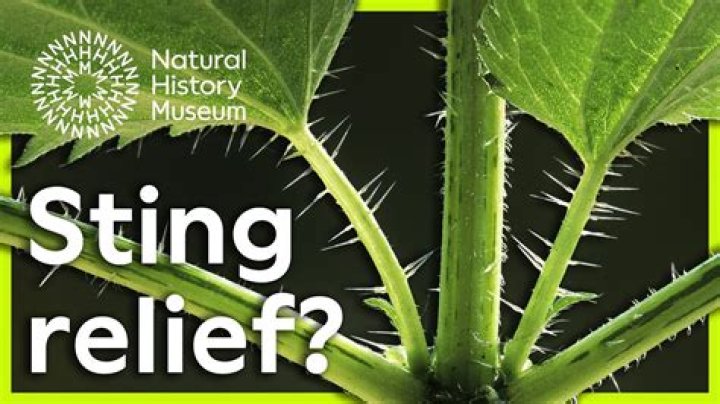 Does a dock leaf help a nettle sting?