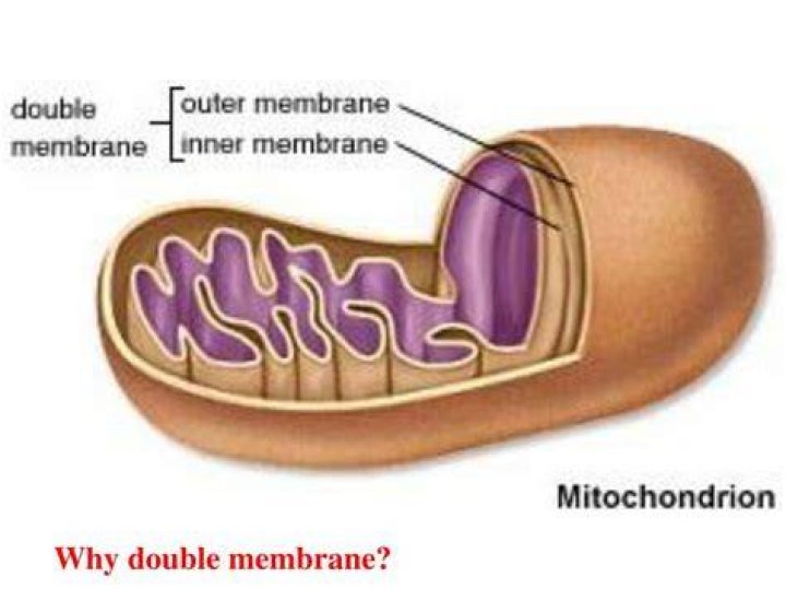 Does an endosome have a double membrane?