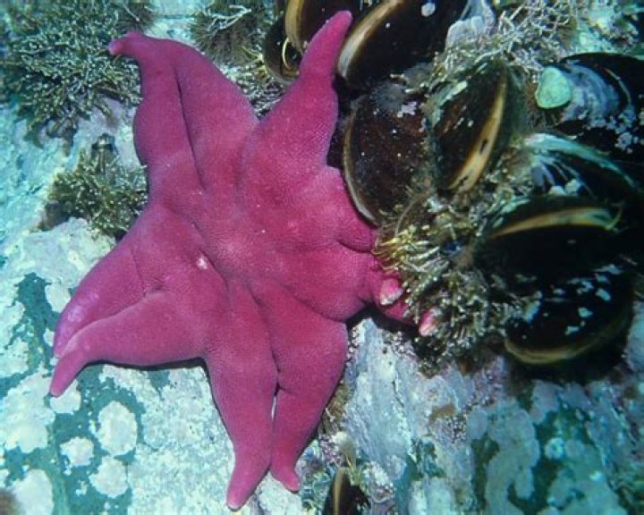 Does anything eat the purple sunstar?