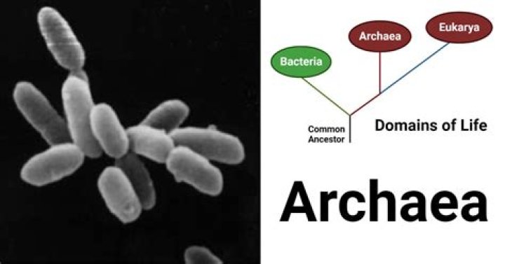 Does archaea have dna?