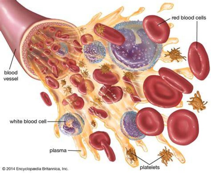 Does blood plasma contains corpuscles?