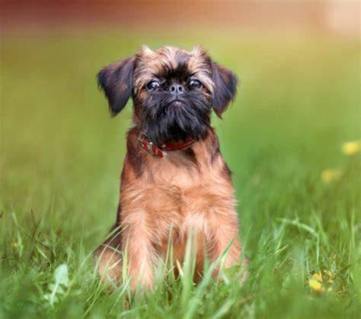 Does brussels griffon shed?