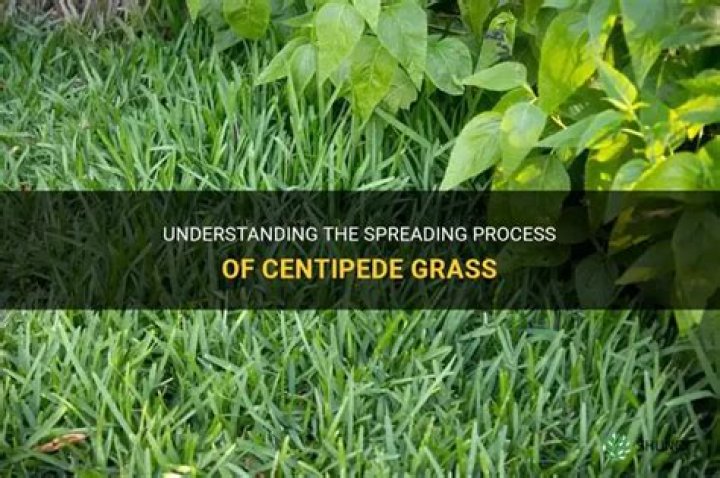 Does centipede grass spread?
