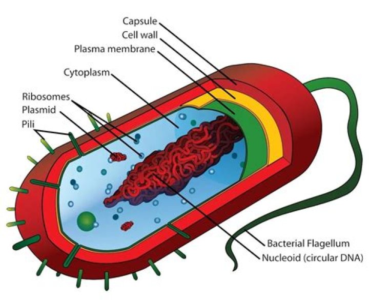 Does cholera bacterium have a cell membrane?