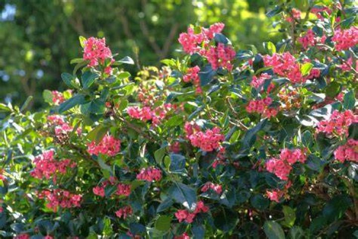 Does escallonia have deep roots?