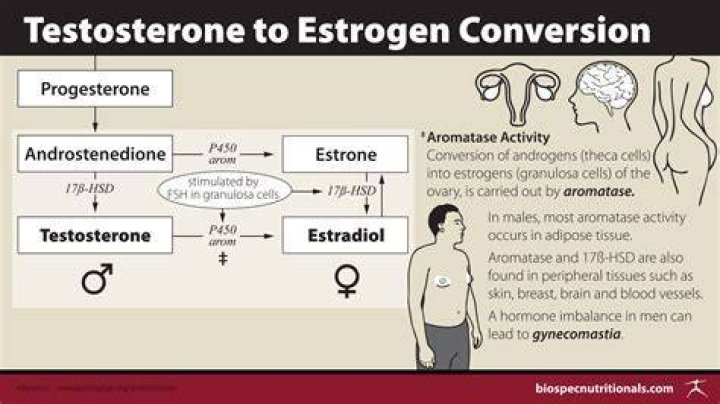 Does estrogen lower testosterone?