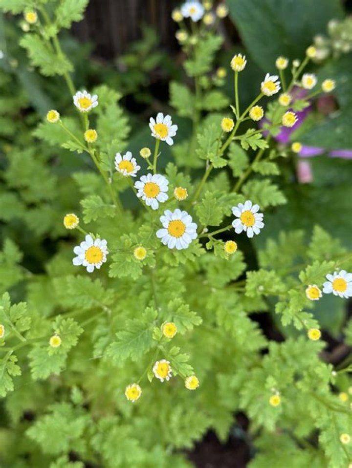 Does feverfew cause weight gain?