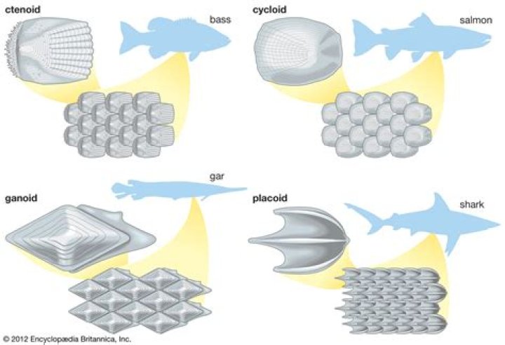 Does fish have denticles?