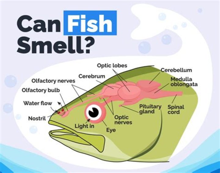 Does flounder smell fishy?