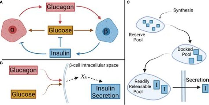 Does glucagon inhibit insulin?