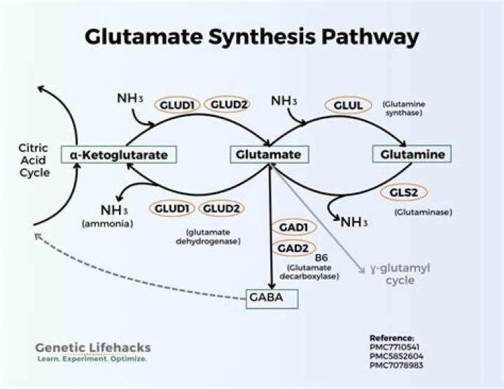 Does glutamine synthetase use atp?