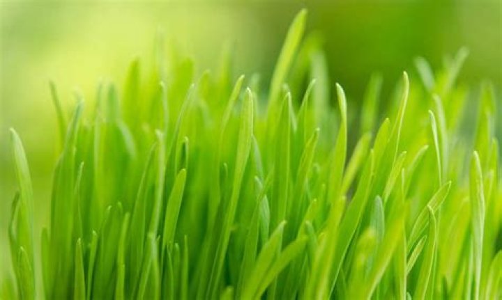 Does grass contain gluten?