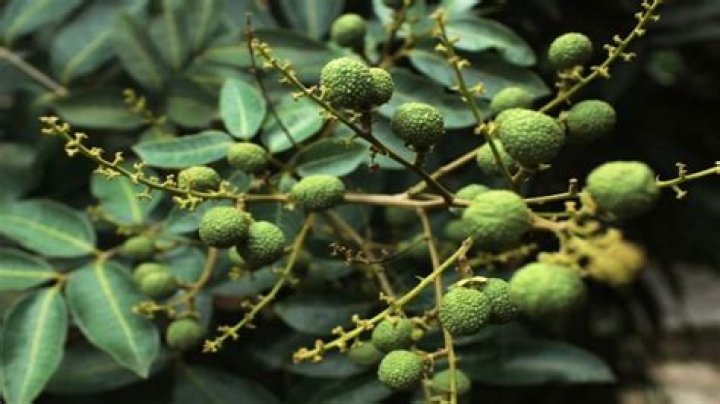 Does longan grow in the philippines?