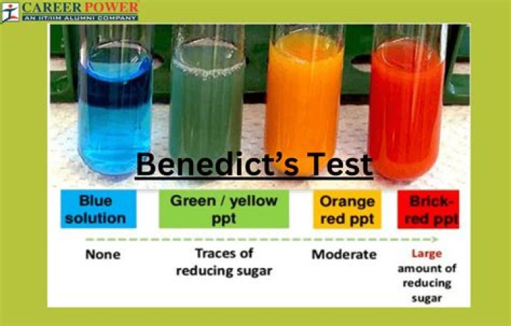 Does maltose react with benedict's reagent?