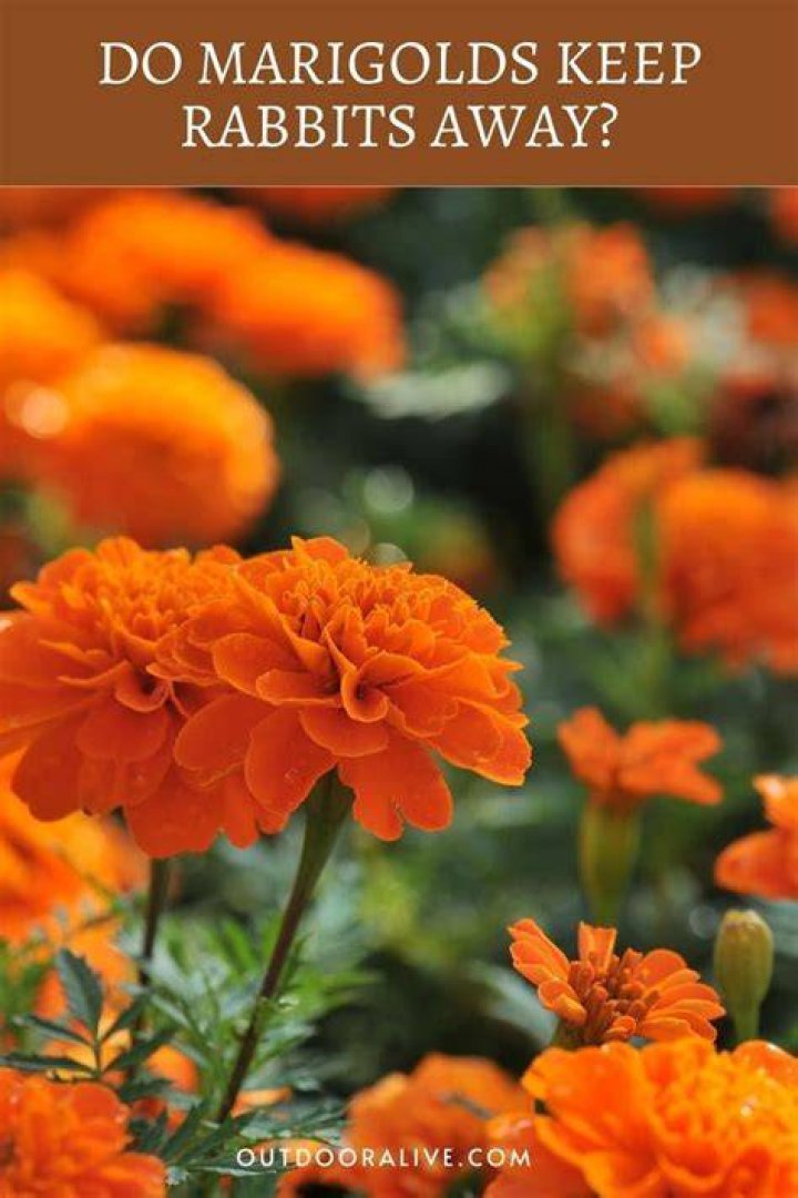 Does marigolds keep rabbits away?