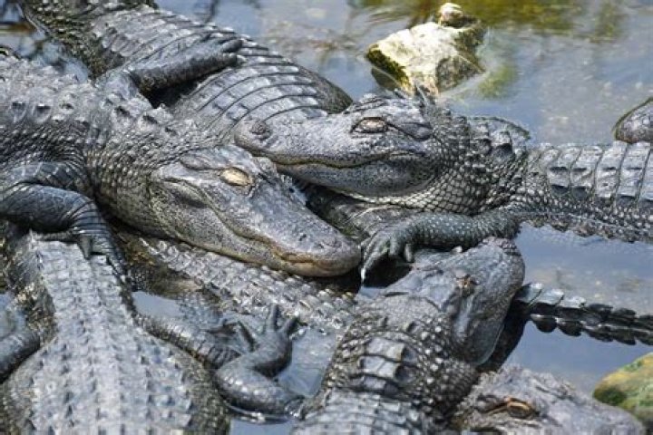 Does mississippi have alligators?