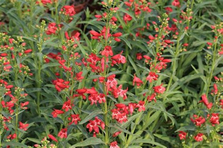 Does penstemon need full sun?