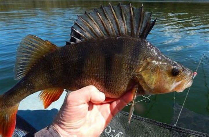 Does perch have scales?