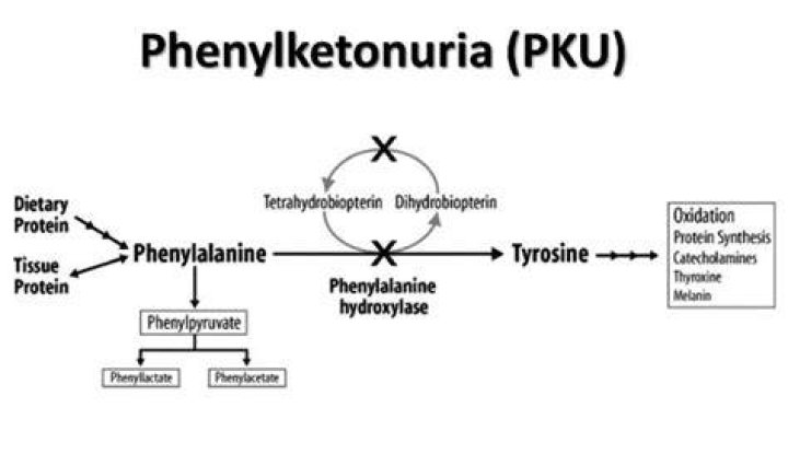 Does phenylketonuria affect the brain?