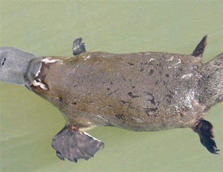 Does platypuses live in dams?