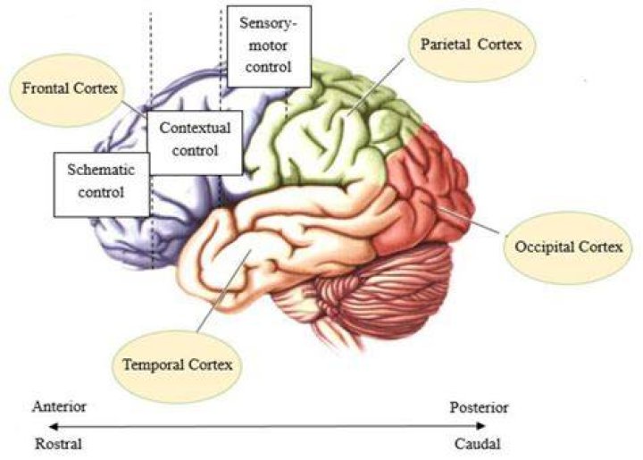 Does prefrontal cortex inhibits amygdala?