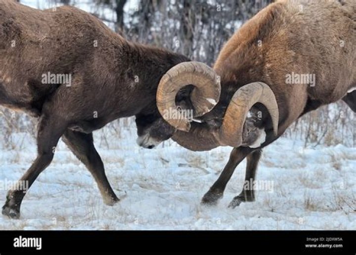 Does rams butting heads hurt?