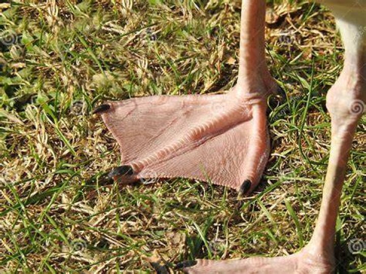 Does seagull have webbed feet?