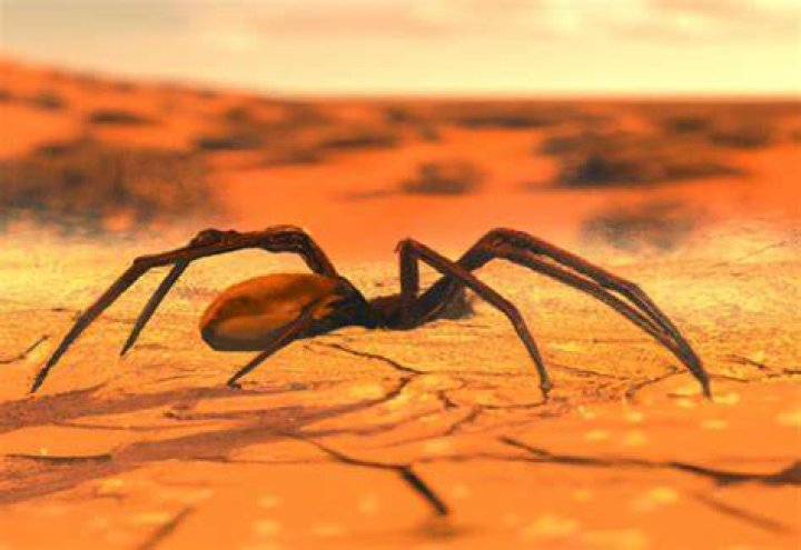 Does spider like heat?
