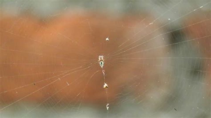 Does spider web burn?
