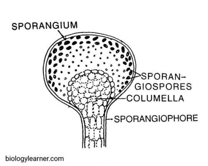 Does sporangium contains spores?