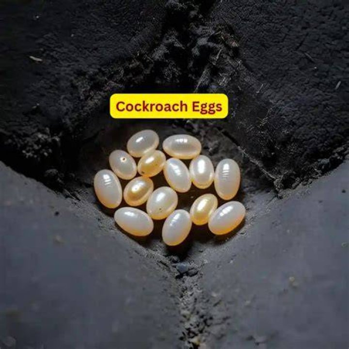Does squashing a cockroach release eggs?