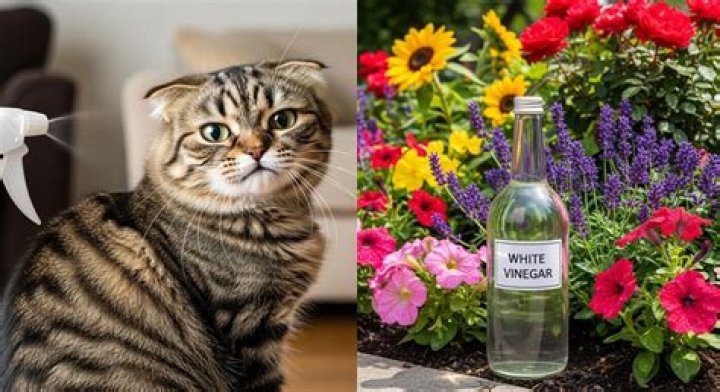 Does vinegar keep cats away?