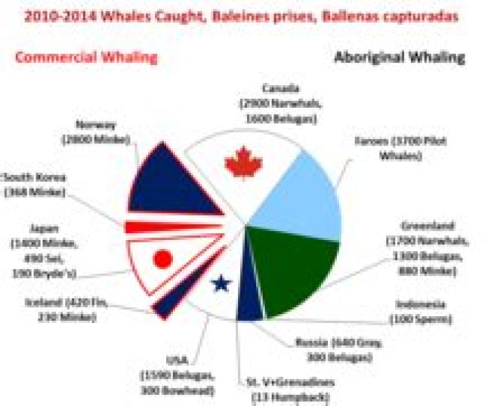 Does whaling still happen?