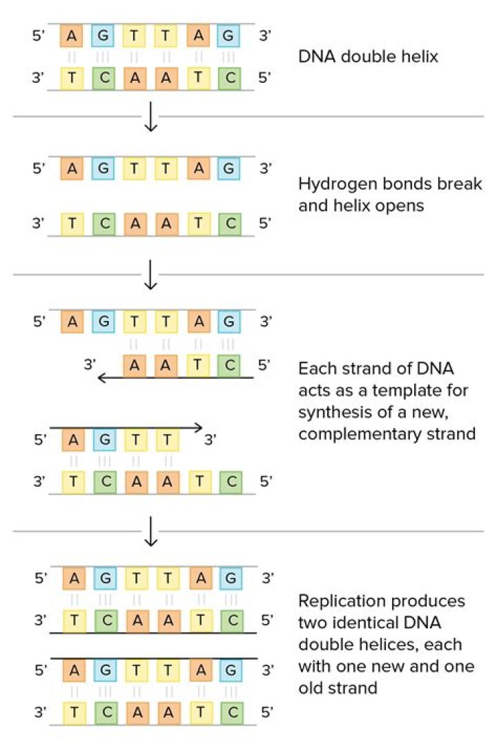 During dna replication a complementary strand of dna?