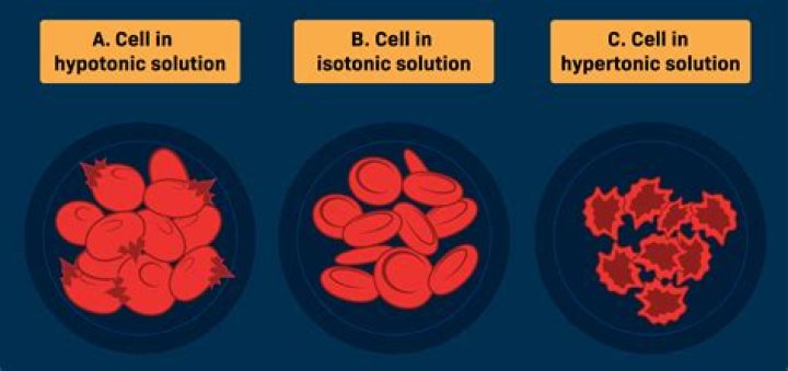 For a red blood cell which solution is hypertonic?