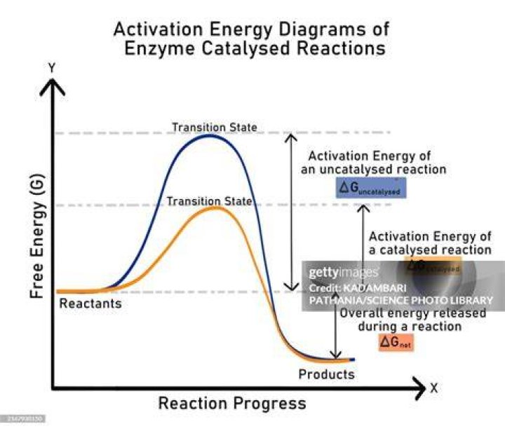 For the catalyzed reaction?