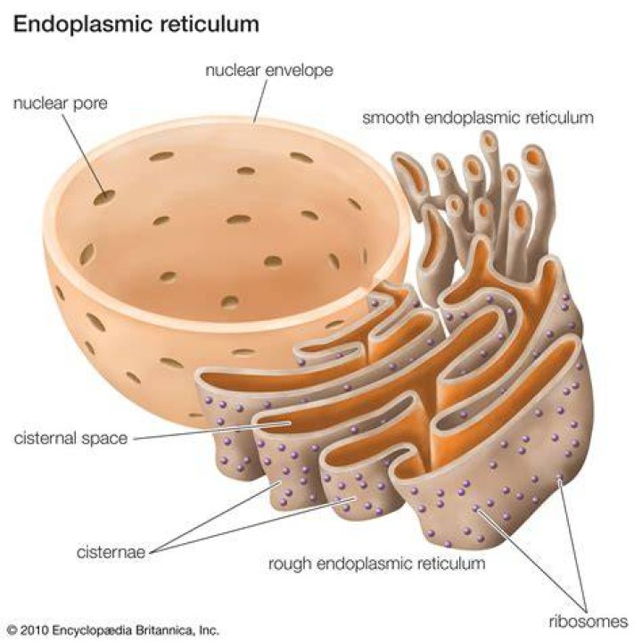Has rough endoplasmic reticulum?