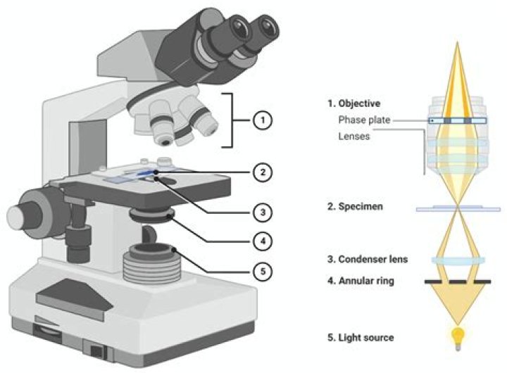 How are specimens prepared for a light microscope?