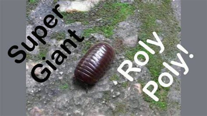 How big can roly polys get?