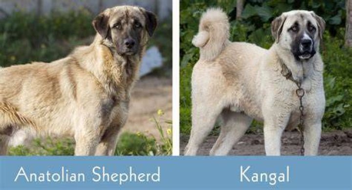 How big does an anatolian shepherd get?