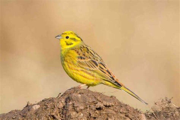 How common are yellowhammers?